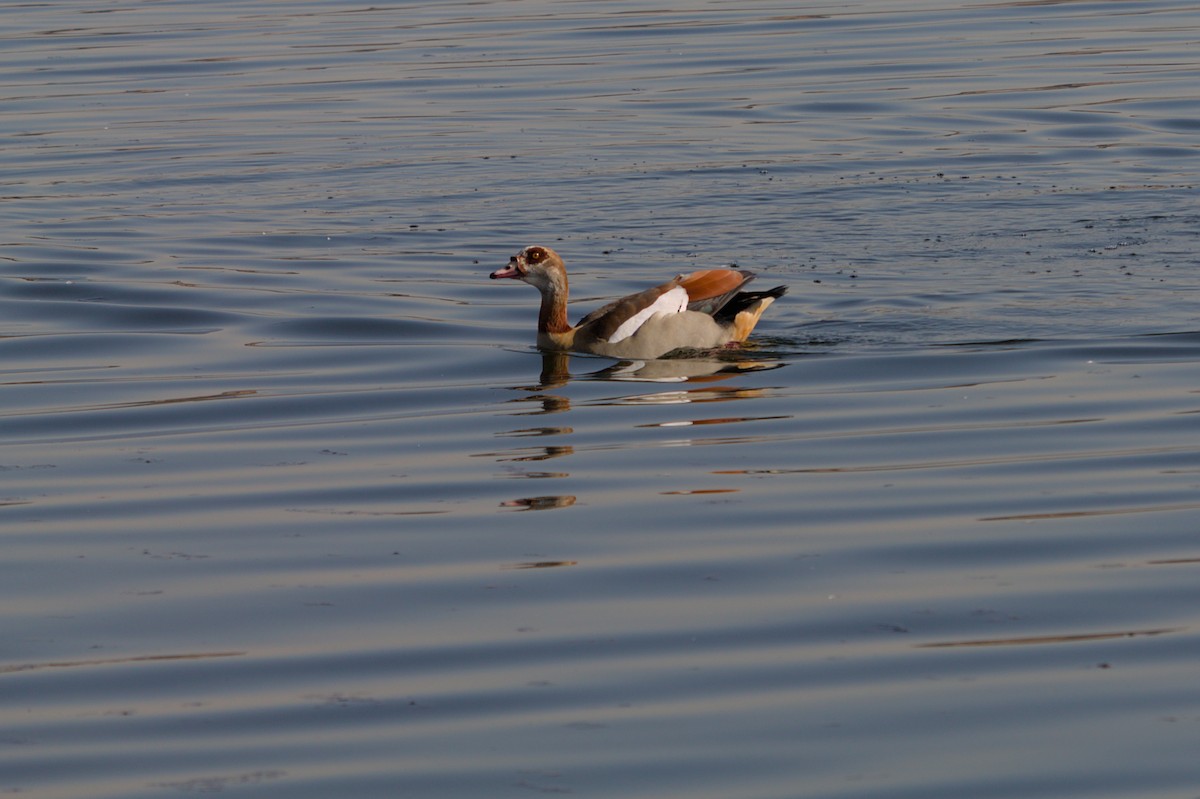 Egyptian Goose - ML469451181