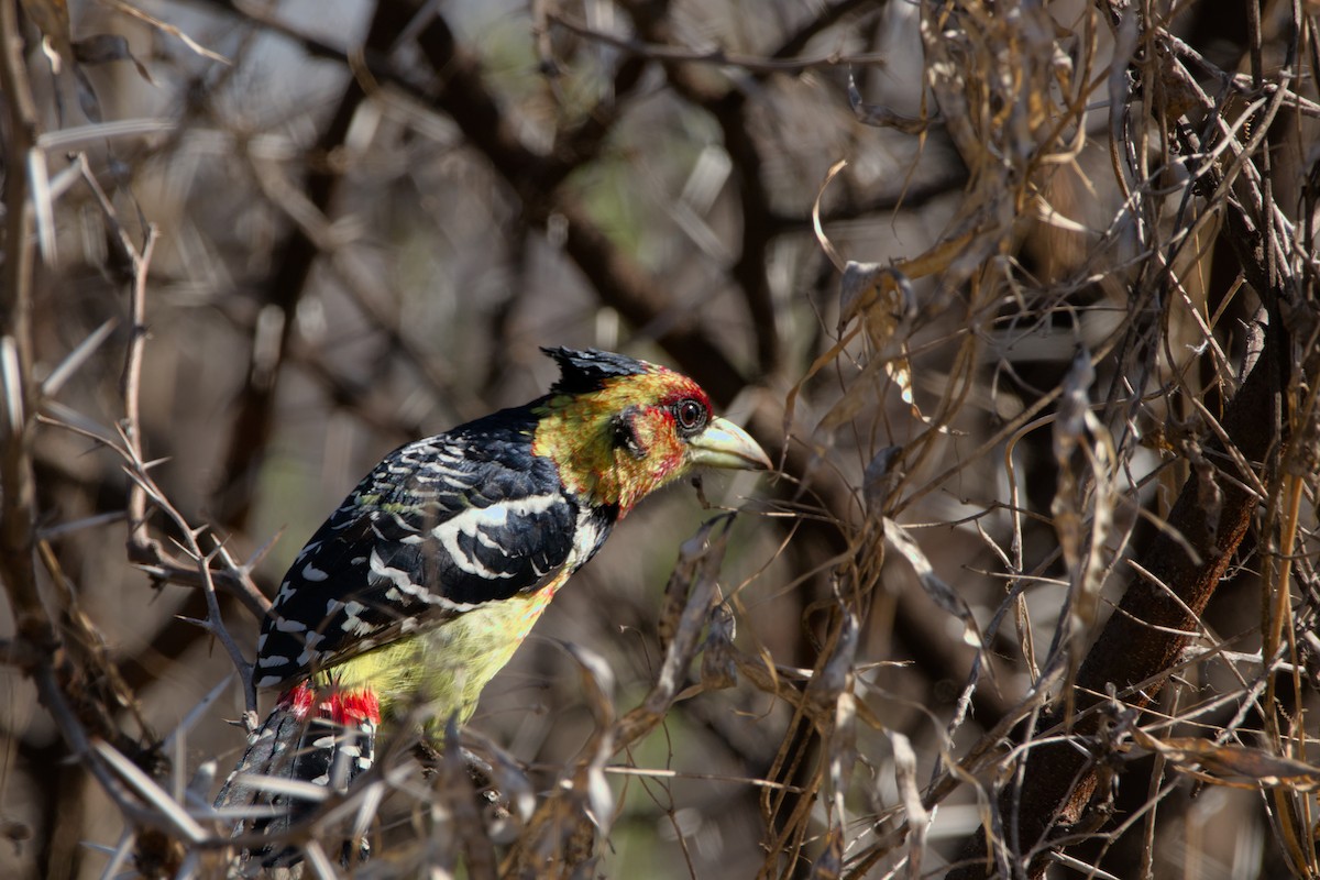 Haubenbartvogel - ML469451321