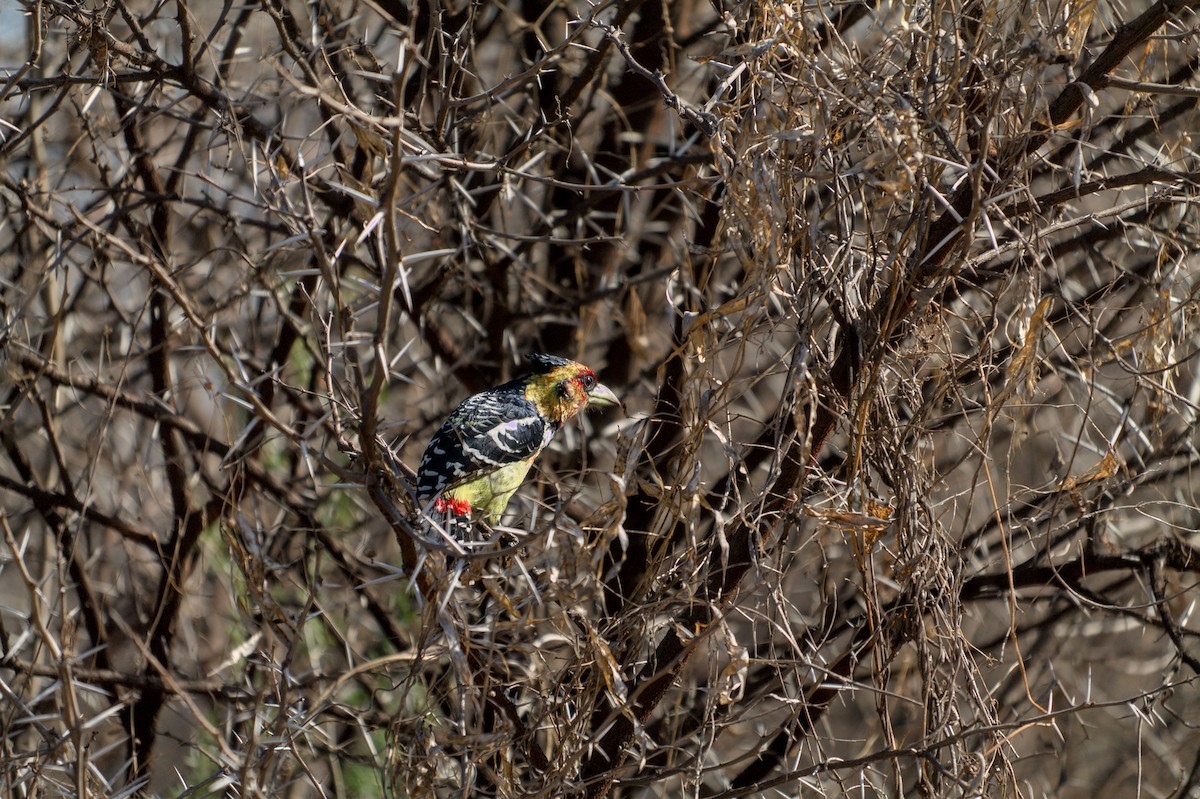 Crested Barbet - ML469451331