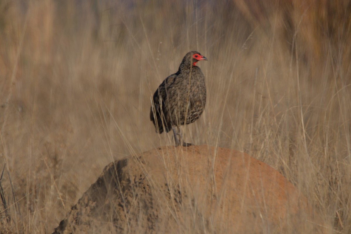 Swainson's Spurfowl - ML469451791