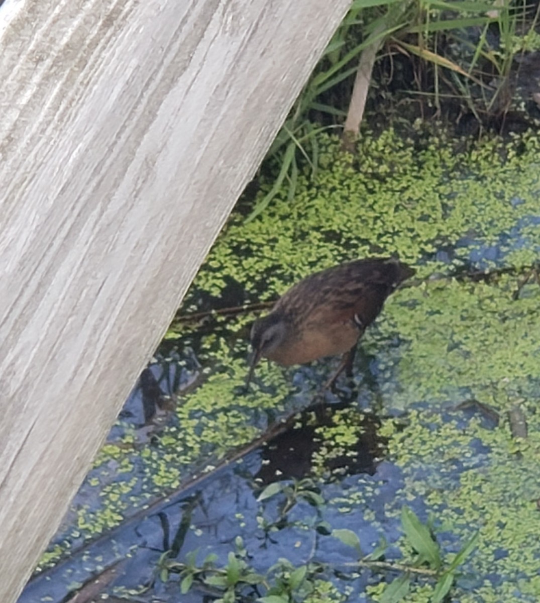 Virginia Rail - Jaye Rykunyk