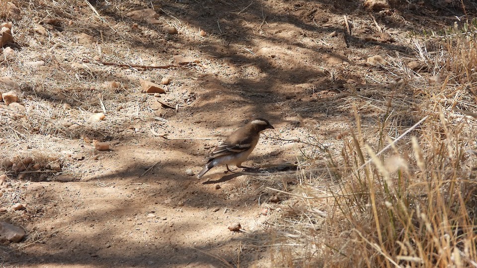 White-browed Sparrow-Weaver (White-breasted) - ML469452761