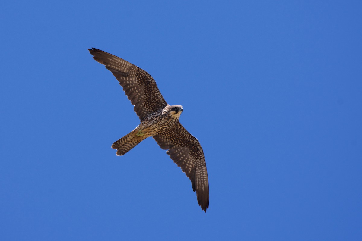 Eleonora's Falcon - ML469453071