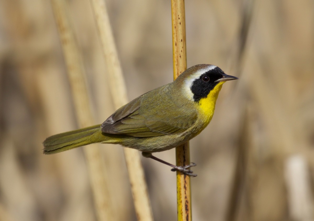 Common Yellowthroat - ML46945411