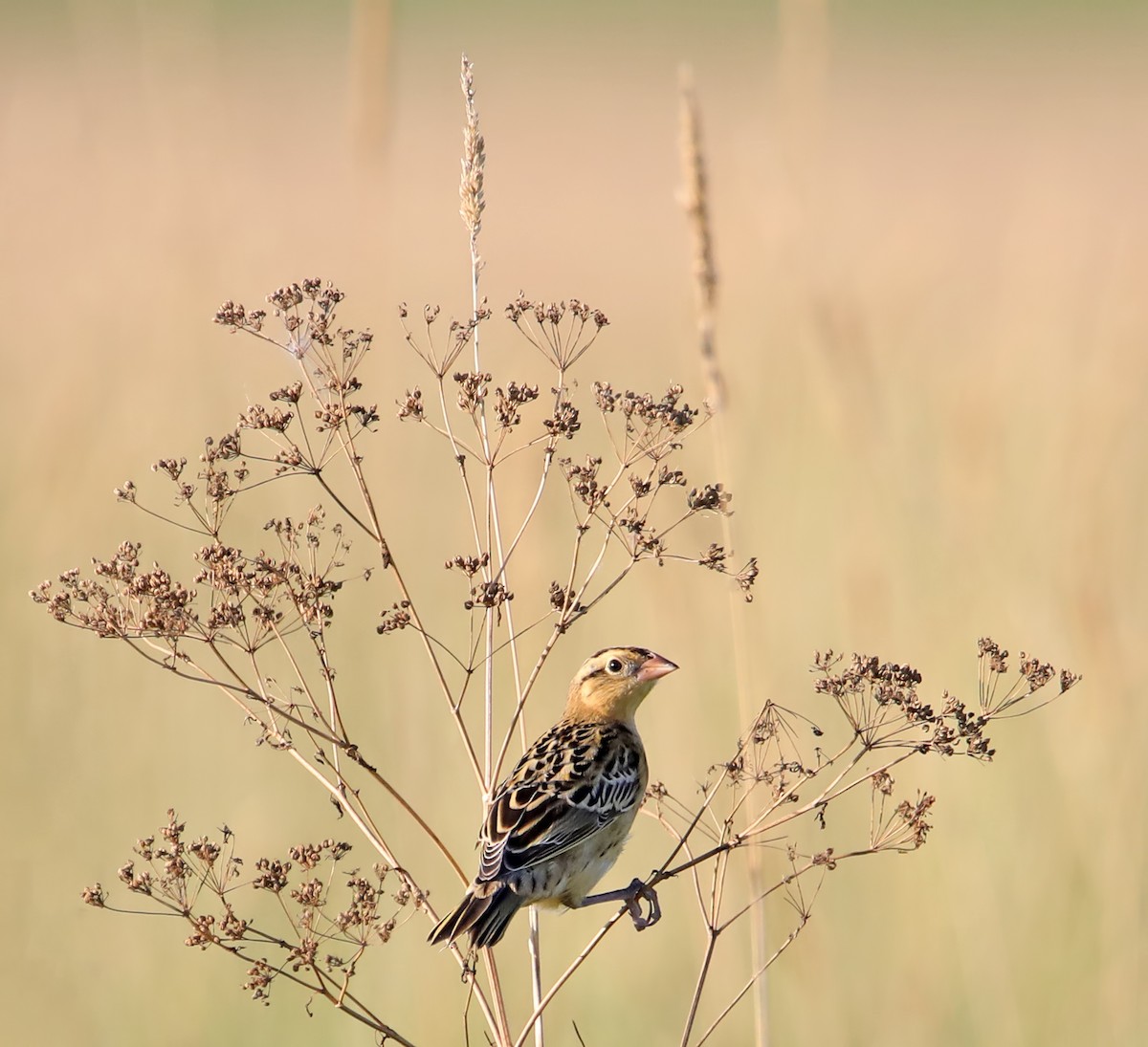 Bobolink - Elizabeth Winter