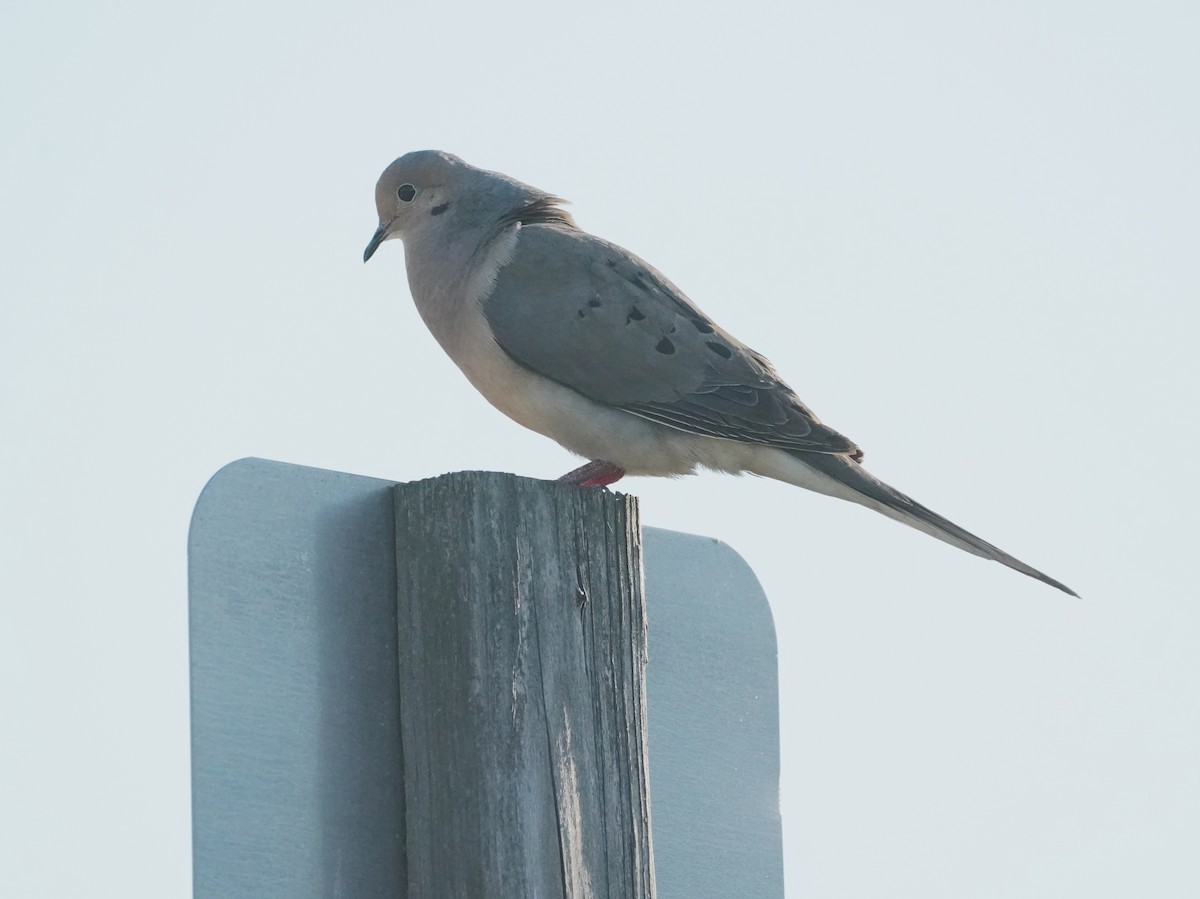 Mourning Dove - ML469454391