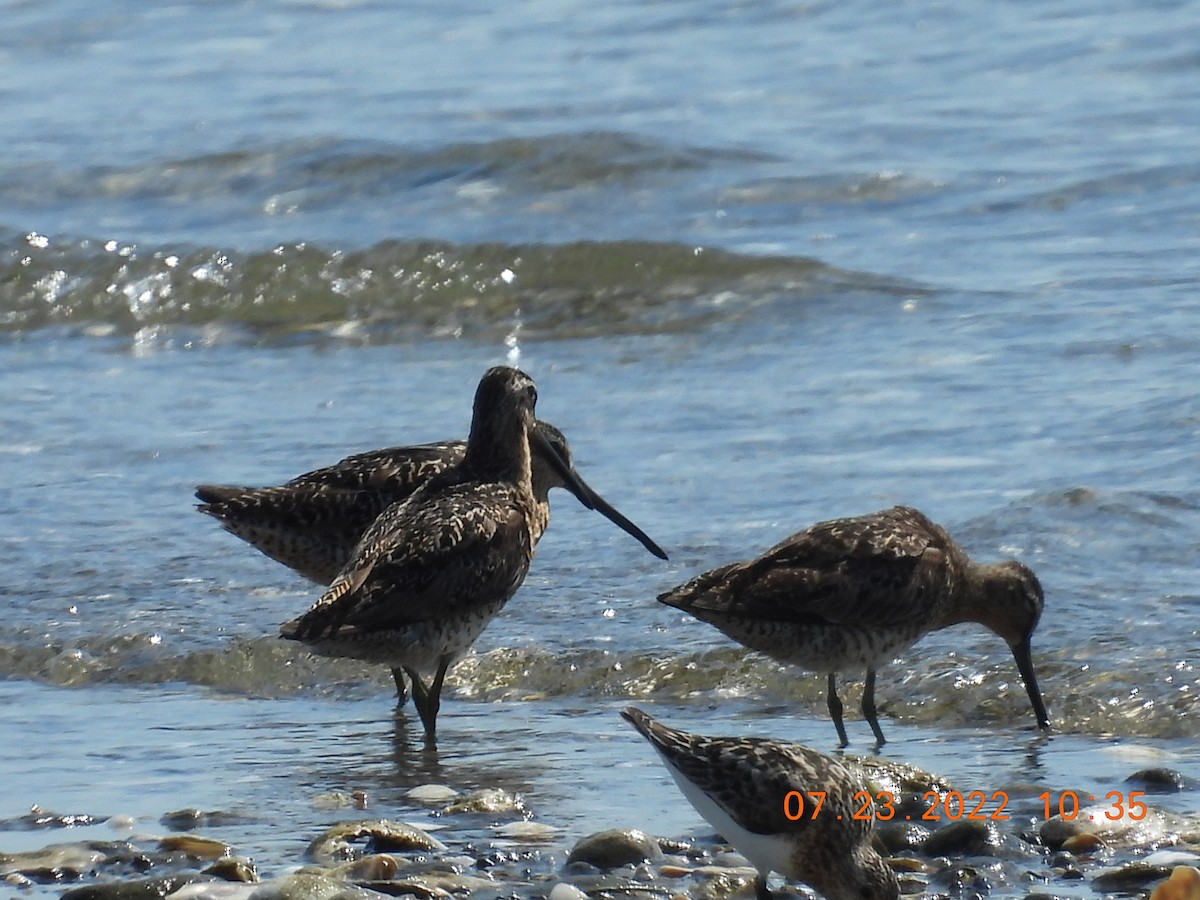 Short-billed Dowitcher - Jeff Fengler