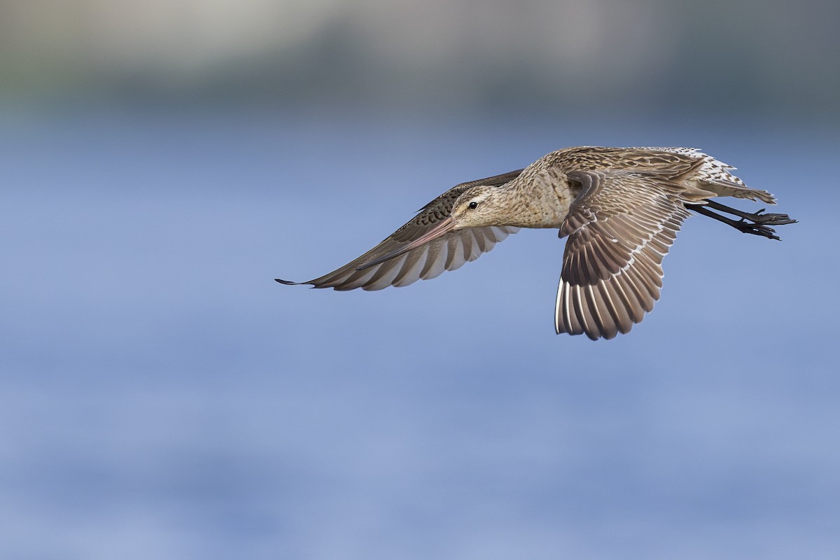 Bar-tailed Godwit - ML469455711