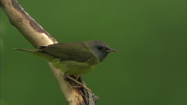 Graukopf-Waldsänger - ML469456