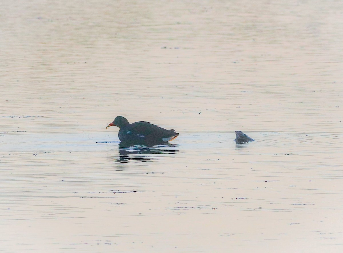 Gallinule d'Amérique - ML469456111