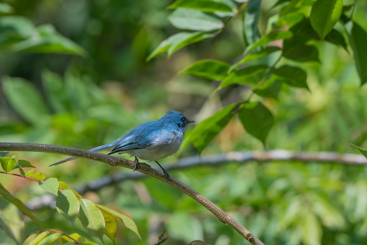 White-tailed Blue Flycatcher - ML469457941