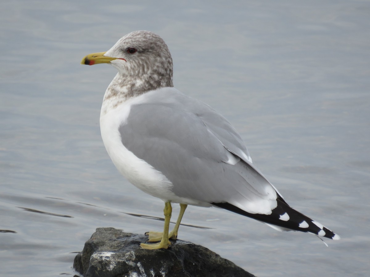 California Gull - Ben Bright