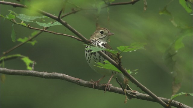 Ovenbird - ML469459