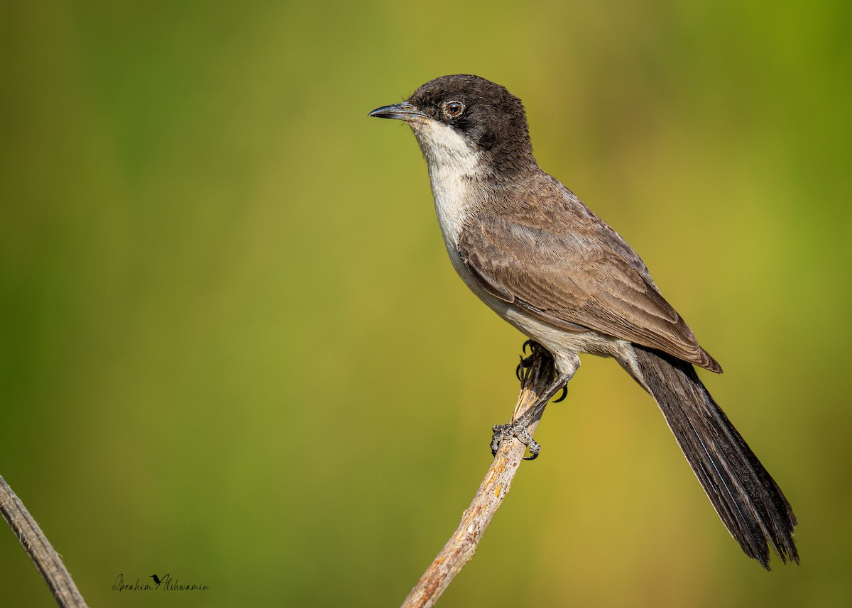 Arabian Warbler - ML469459281