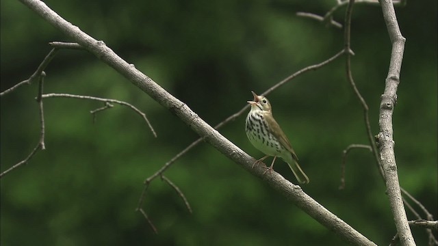 Ovenbird - ML469460