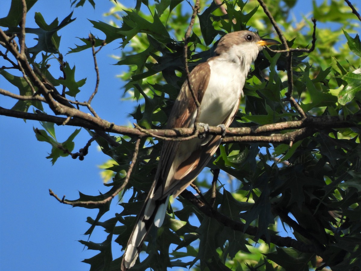 Yellow-billed Cuckoo - JamEs ParRis