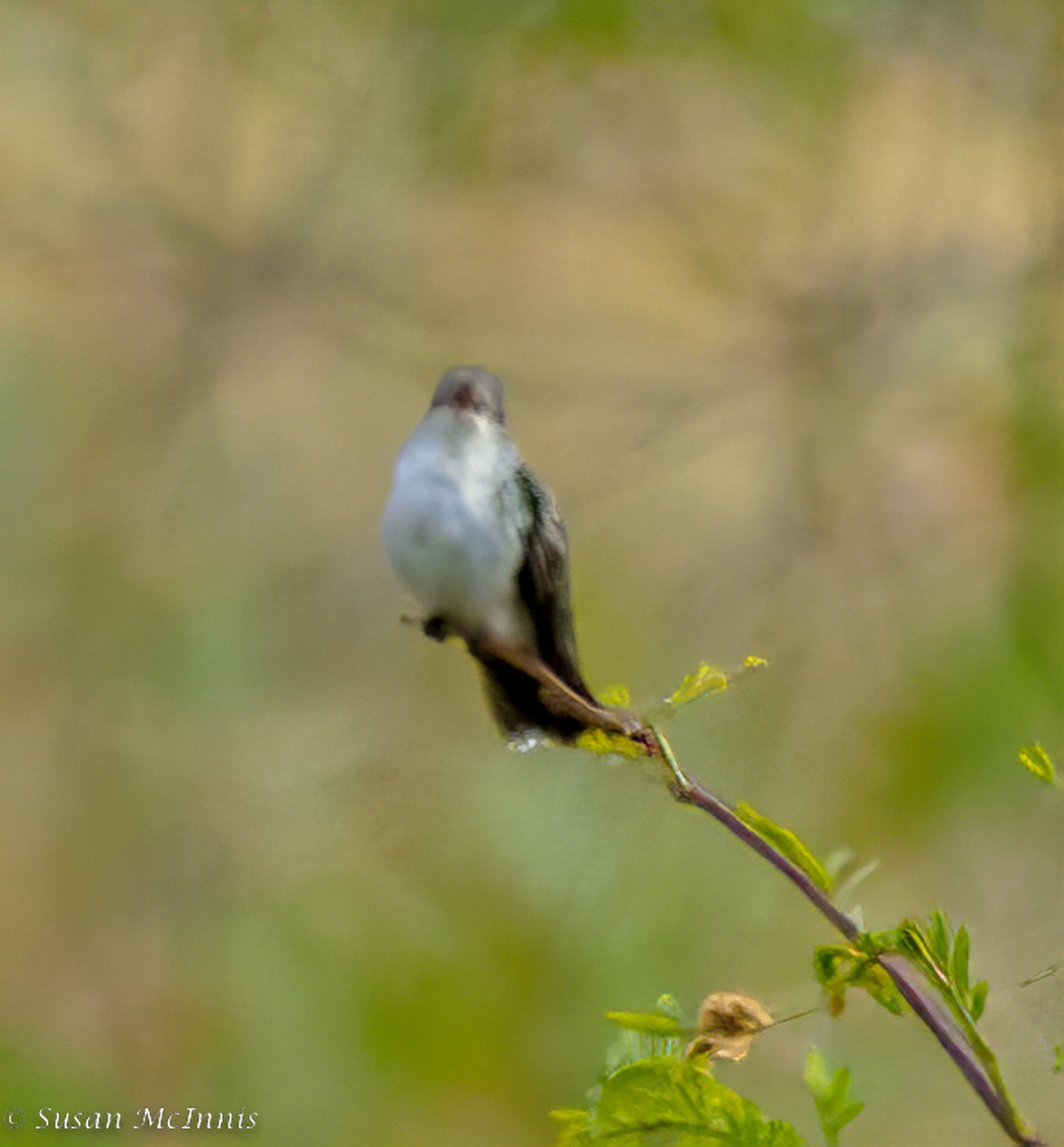 White-bellied Hummingbird - ML469462071