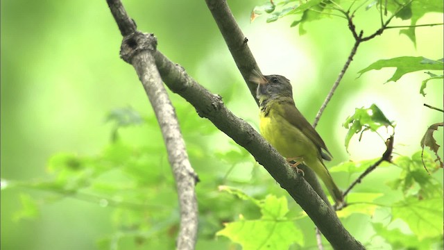 Mourning Warbler - ML469463