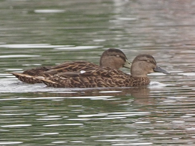 American Black Duck - ML469463451