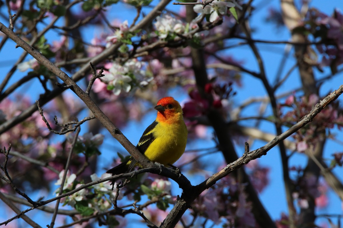 Western Tanager - ML469464261