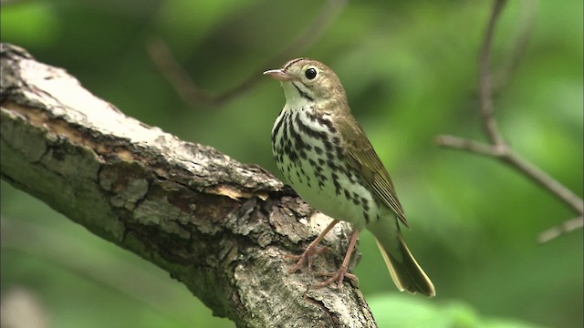 Ovenbird - ML469465