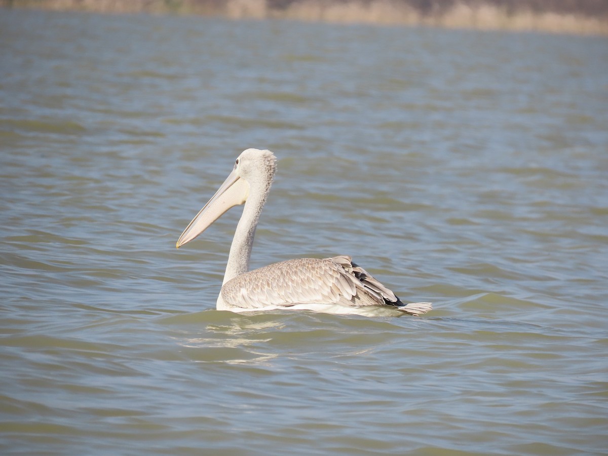 Pink-backed Pelican - Thomas Brooks