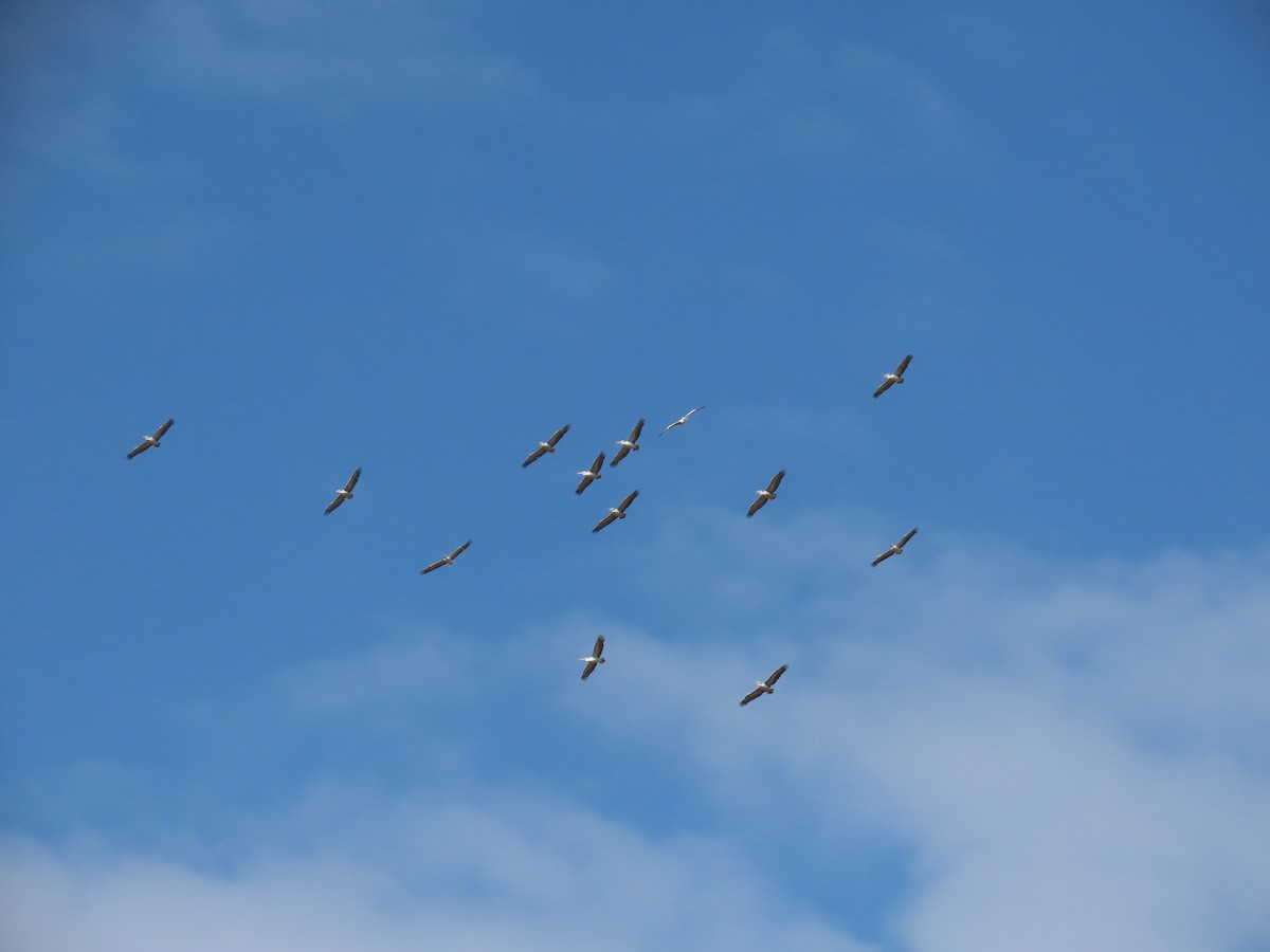 Pink-backed Pelican - ML469465281