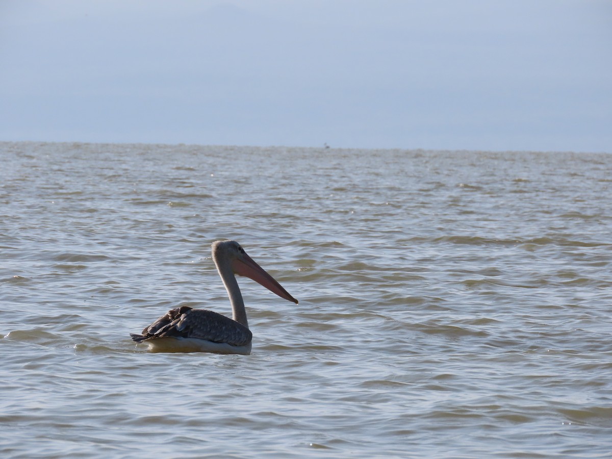 Pink-backed Pelican - ML469465331