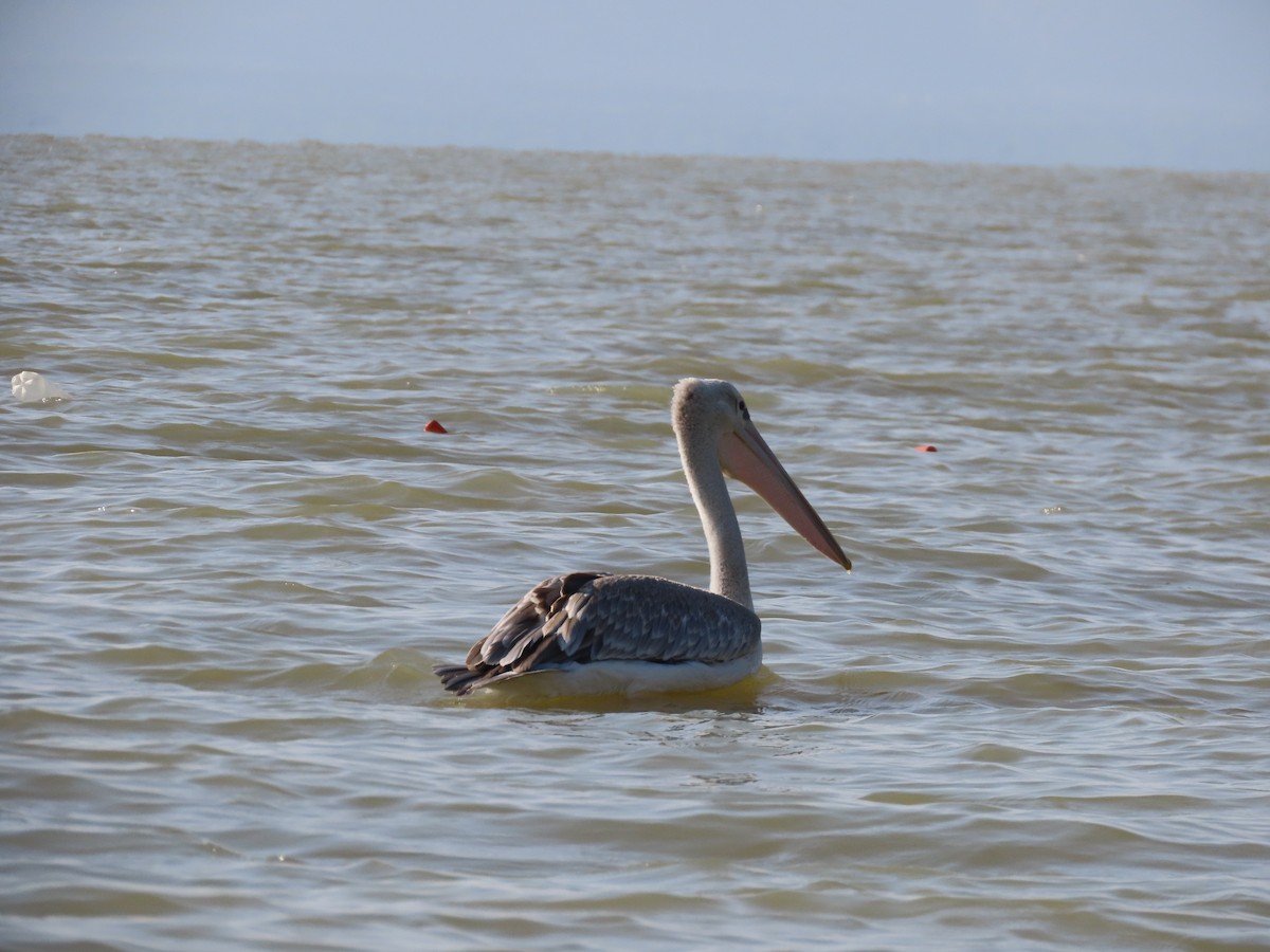 Pink-backed Pelican - ML469465381