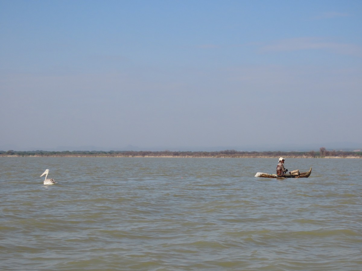 Pink-backed Pelican - ML469465431