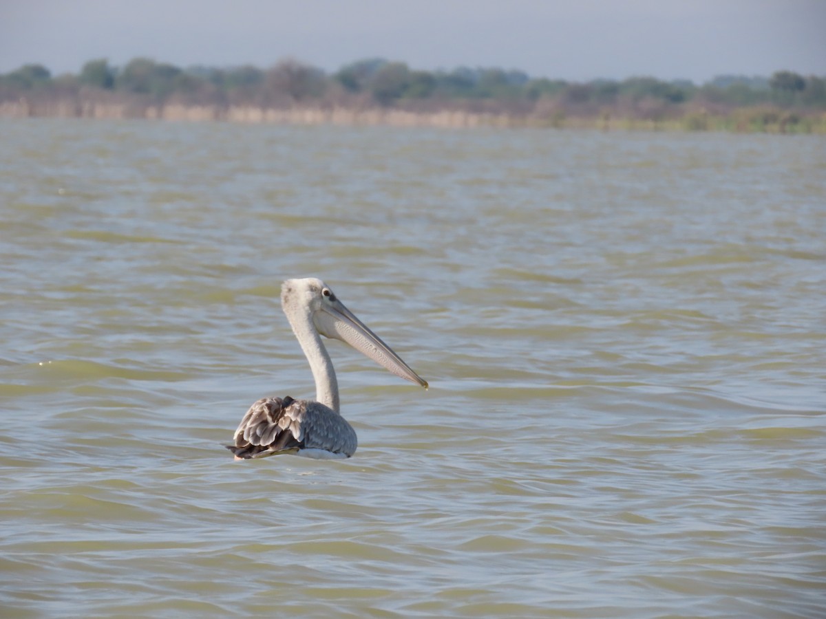 Pink-backed Pelican - ML469465441