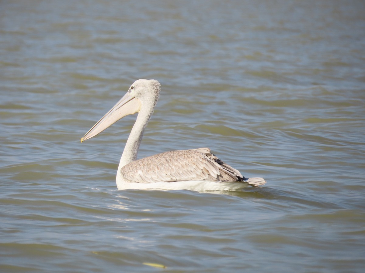 Pink-backed Pelican - ML469465491