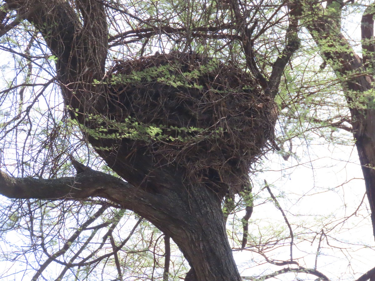 Hamerkop - ML469465571