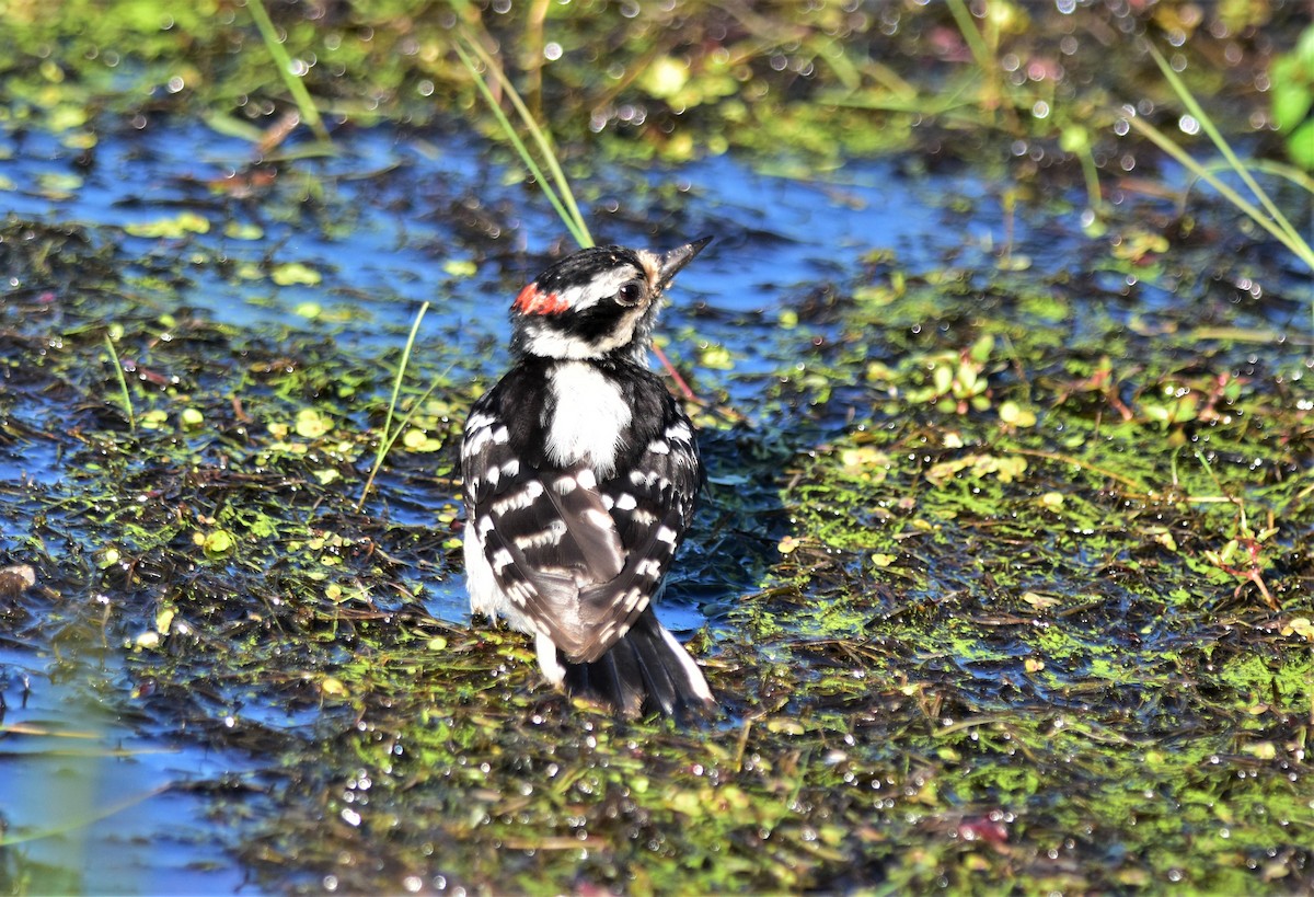 Downy Woodpecker - ML469465971