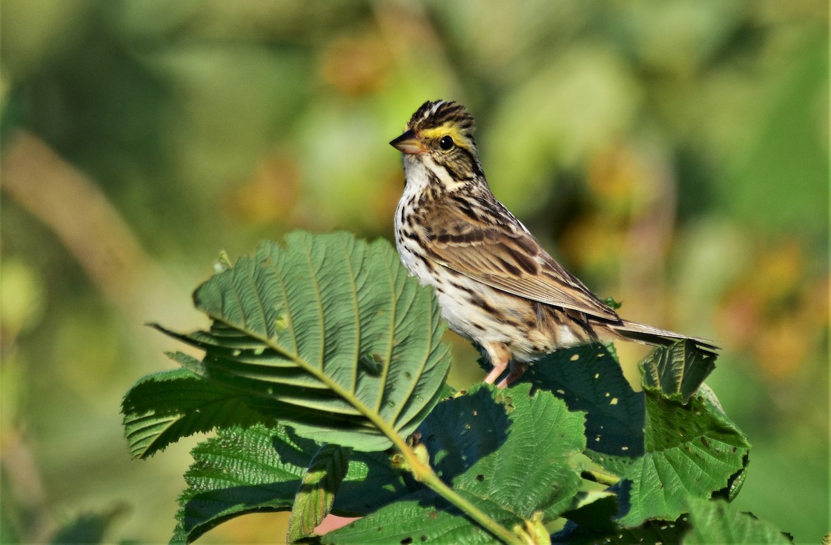 Savannah Sparrow - ML469466391