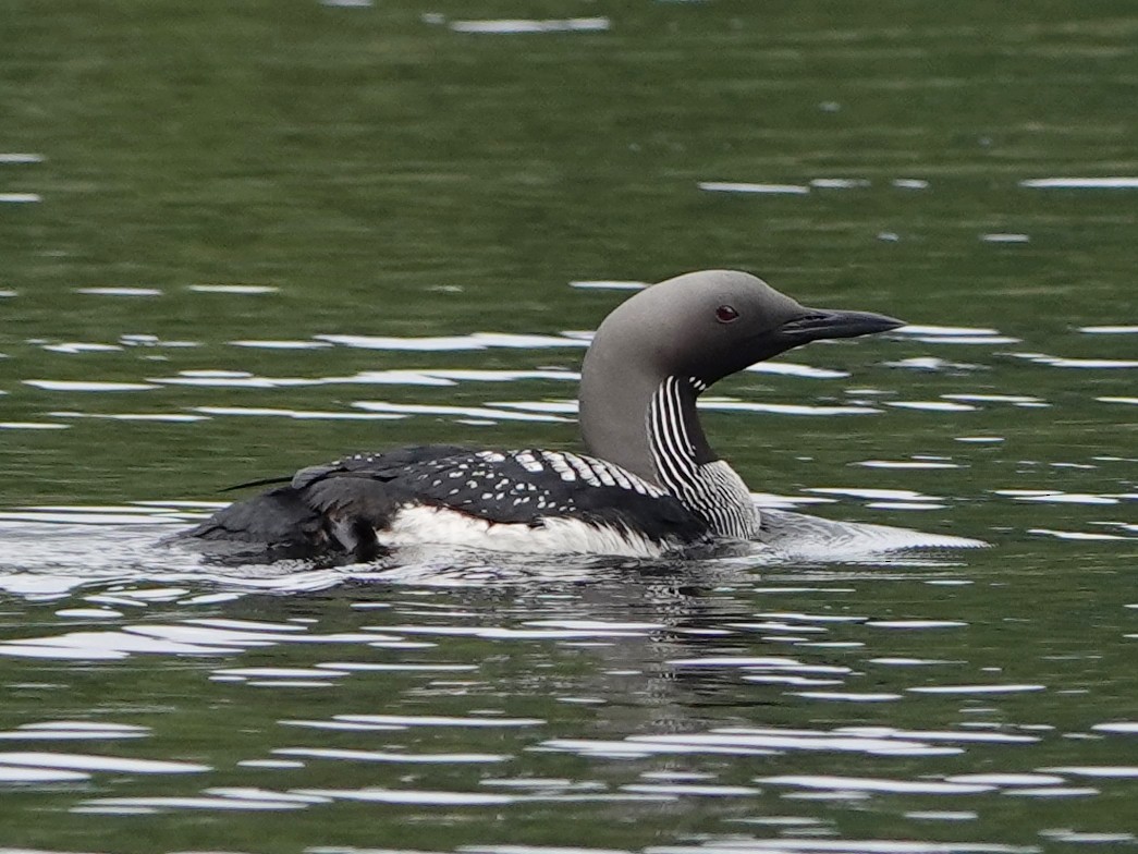 Arctic Loon - Barry Reed