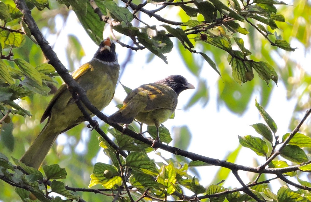 Bulbul Collarejo - ML46946731