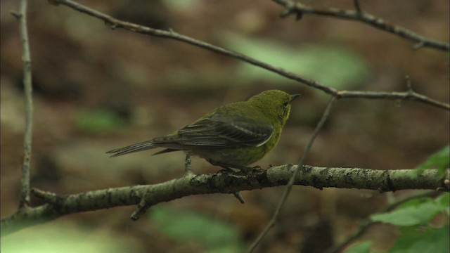 Pine Warbler - ML469468