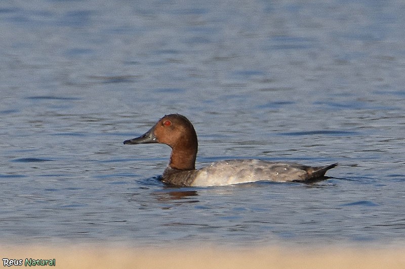 Common Pochard - ML469468261