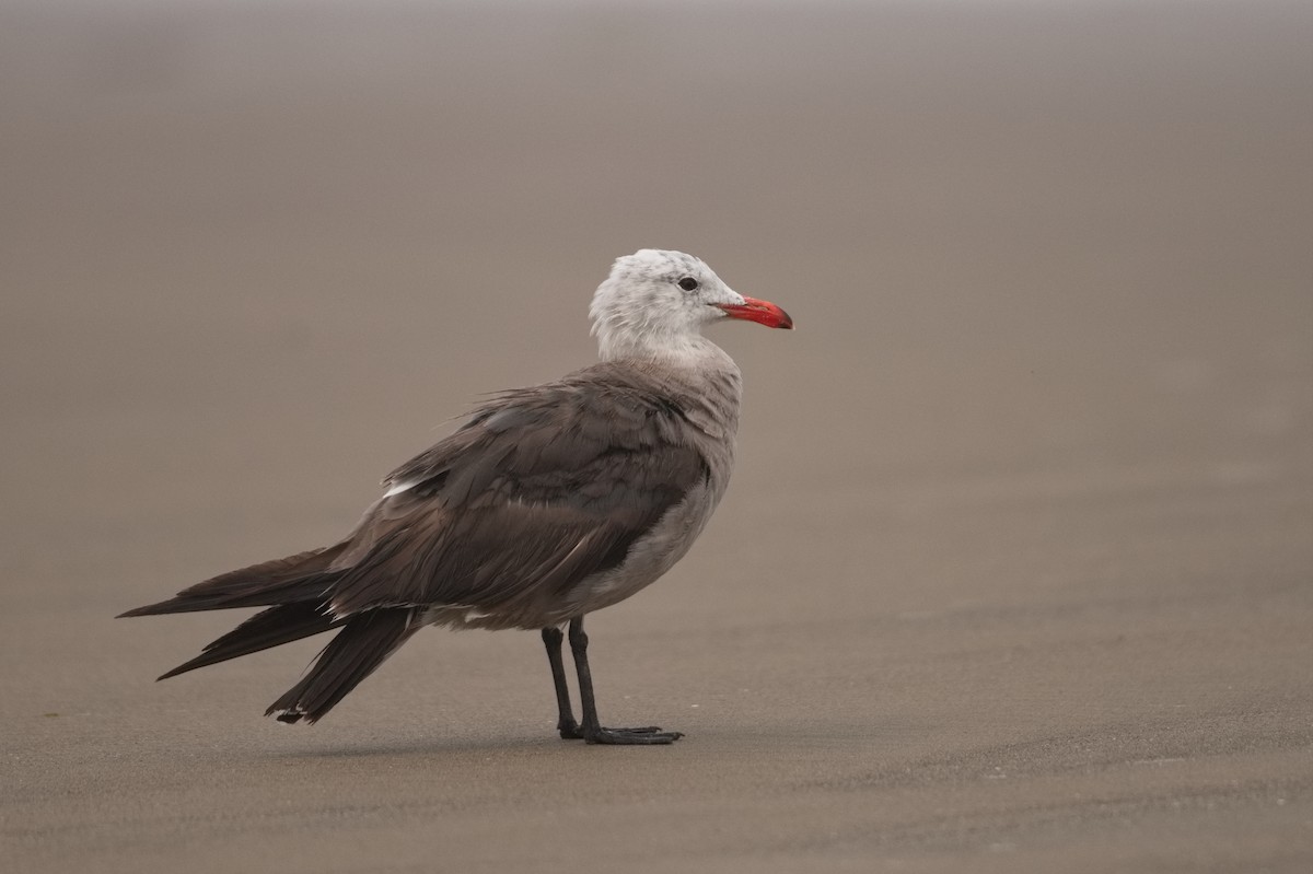 Heermann's Gull - ML469468711