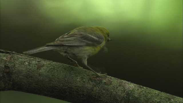 Pine Warbler - ML469469