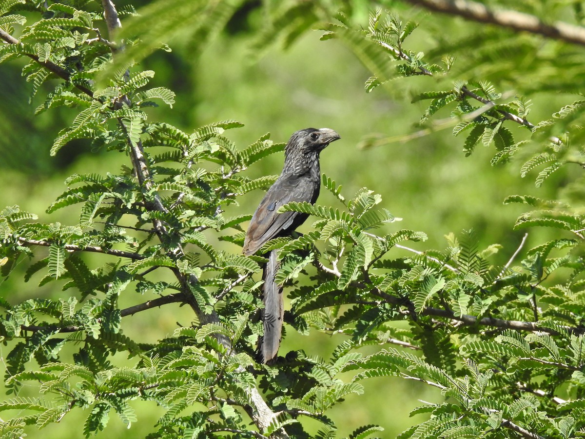 Groove-billed Ani - ML469469881