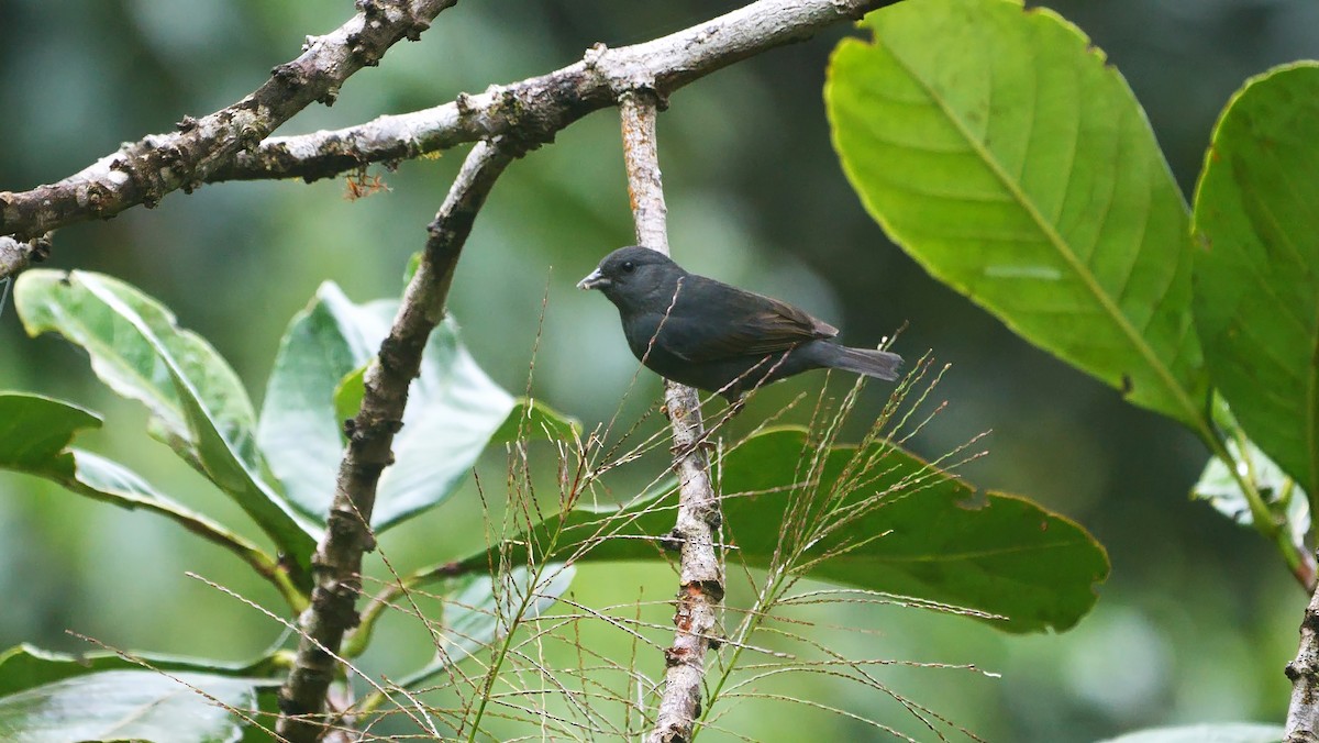 Slaty Finch - Josep del Hoyo