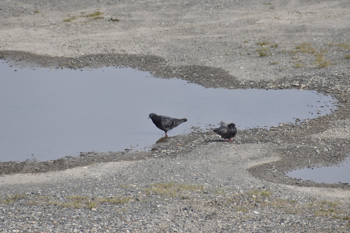 Rock Pigeon (Feral Pigeon) - ML469471571