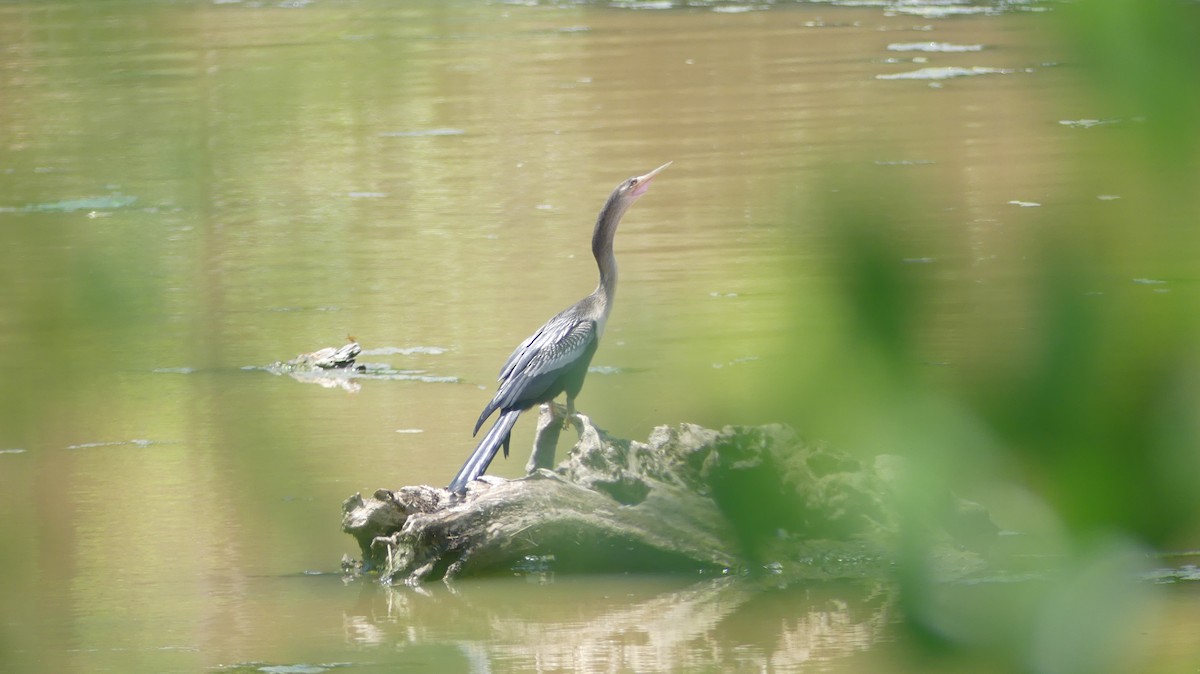 Anhinga - ML469471731