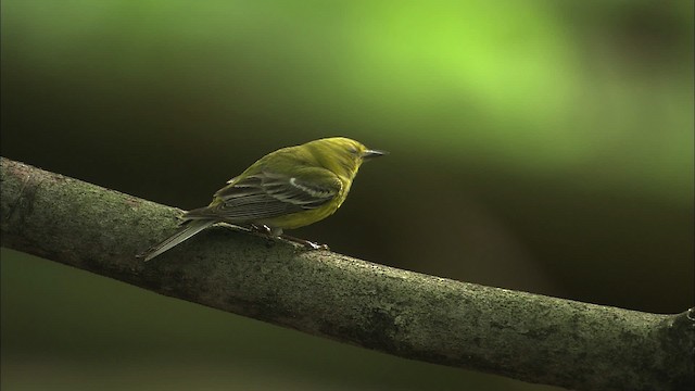 Pine Warbler - ML469472