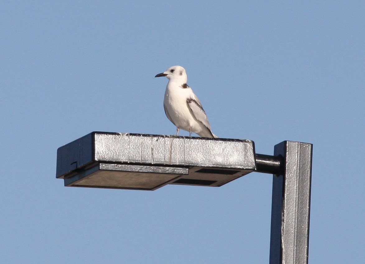 Mouette tridactyle - ML469472921