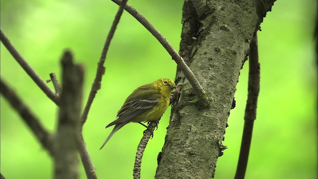 Pine Warbler - ML469473