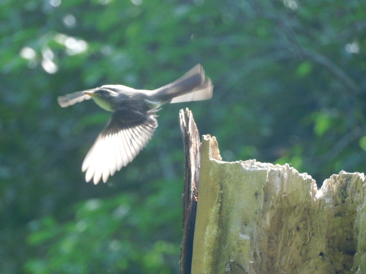 Eastern Wood-Pewee - ML469473021