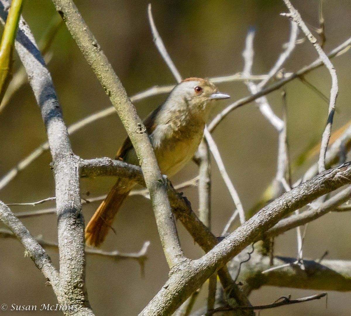 Rufous-capped Antshrike - Susan Mac